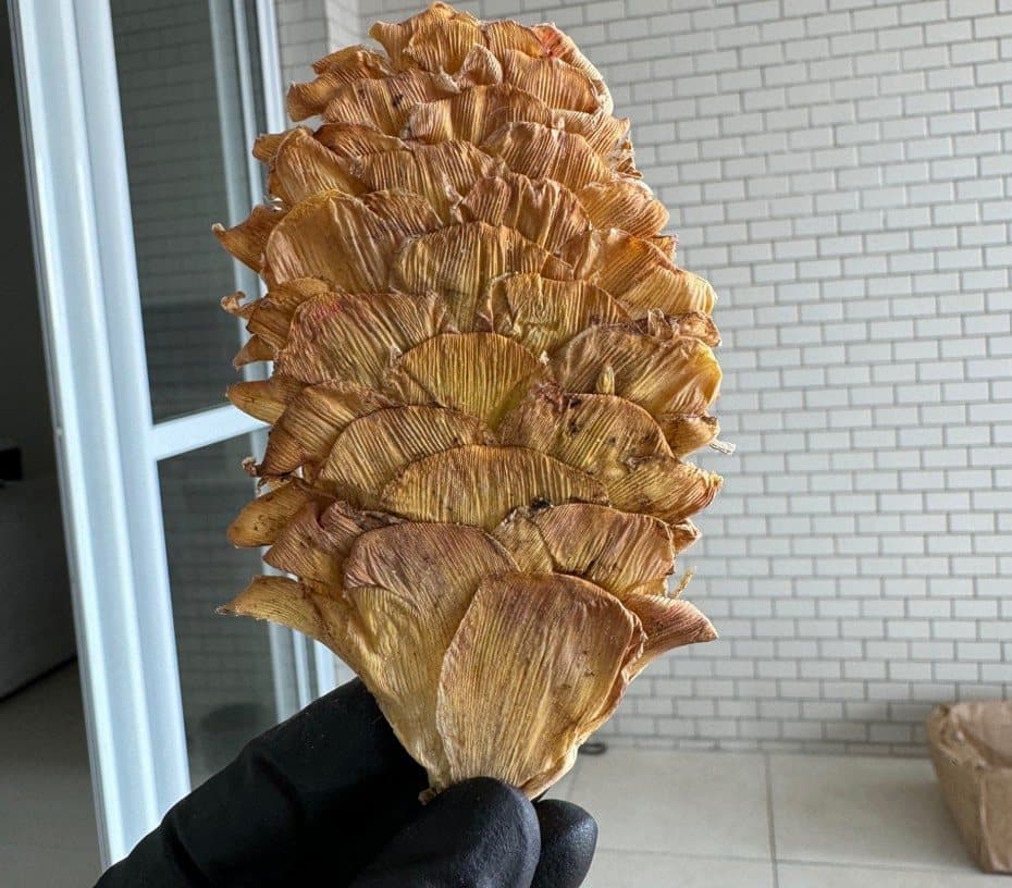 Flor com aspecto pálido e pouco contraste após a desidratação