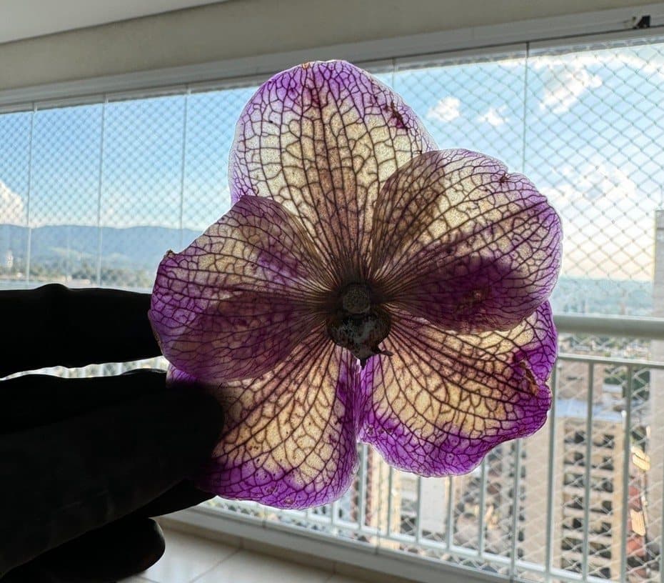 Orquídea violeta com áreas amareladas após a desidratação