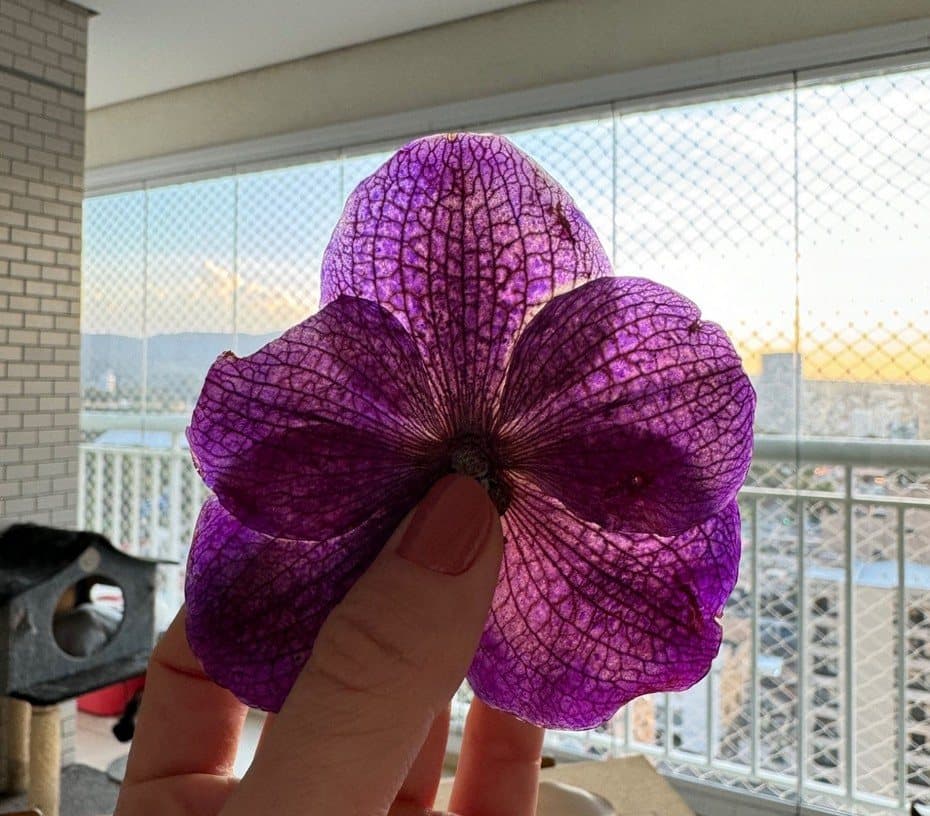 Orquídea com tonalidade violeta recuperada após a correção de cor